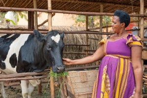 Government and partners celebrate achievements in increasing dairy productivity in Burundi